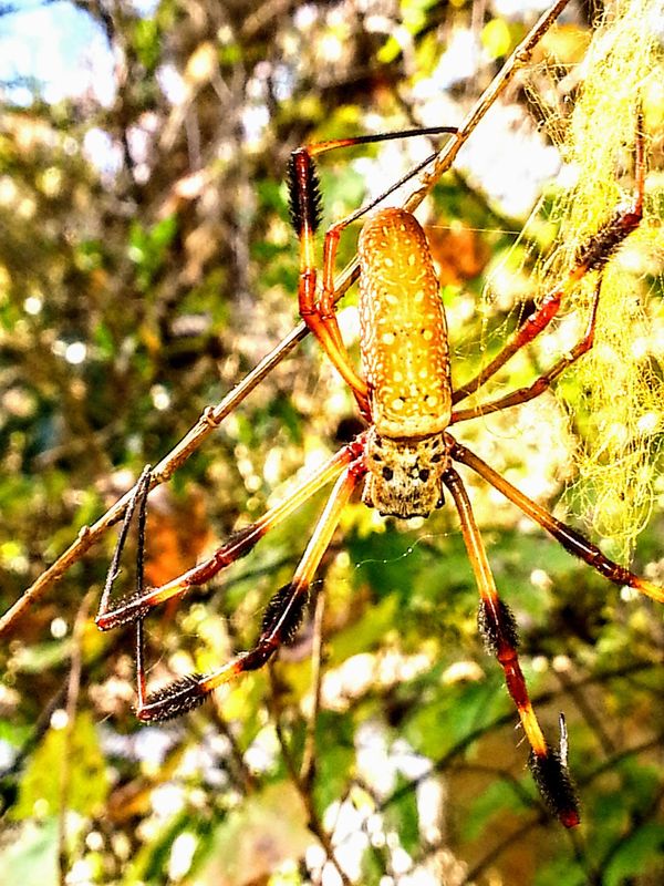 Alternative Pest Control Products & Service, Inc. Pest Control